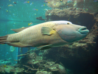 またまたしばらく水族館です。。。８