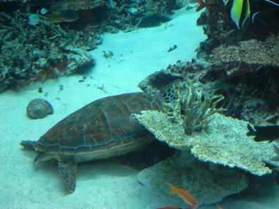またまたしばらく水族館です。。。９