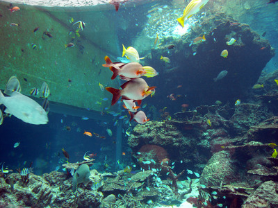 またまたしばらく水族館です。。。１１
