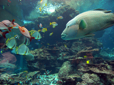 またまたしばらく水族館です。。。１２