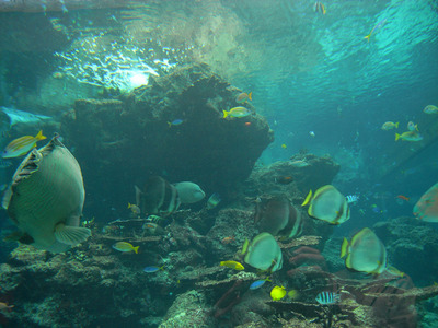 またまたしばらく水族館です。。。１３