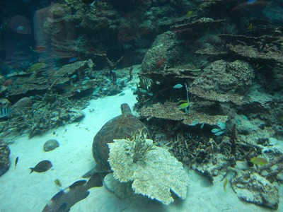 またまたしばらく水族館です。。。１４