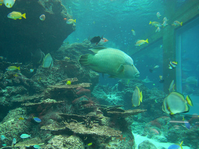 またまたしばらく水族館です。。。１５