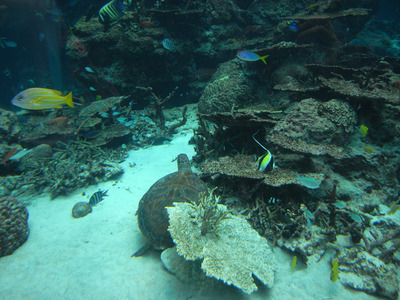 またまたしばらく水族館です。。。１７