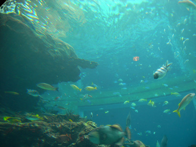 またまたしばらく水族館です。。。１９