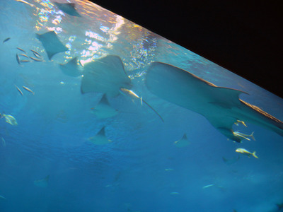 またまたしばらく水族館です。。。２２