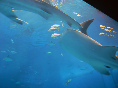 またまたしばらく水族館です。。。２３