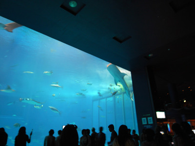 またまたしばらく水族館です。。。２４