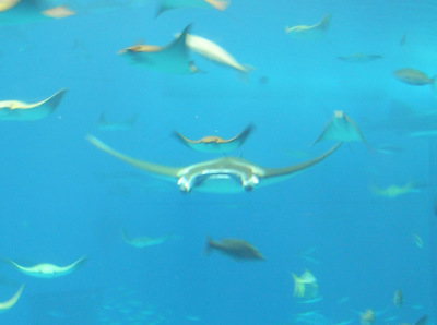 またまたしばらく水族館です。。。２５