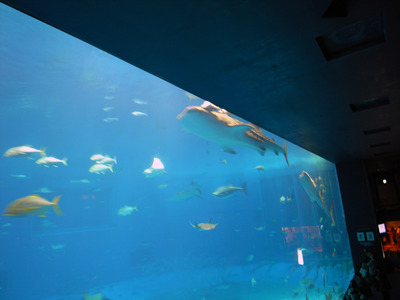 またまたしばらく水族館です。。。２６