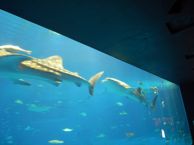 またまたしばらく水族館です。。。２７