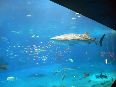 またまたしばらく水族館です。。。２９