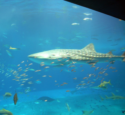 またまたしばらく水族館です。。。３０