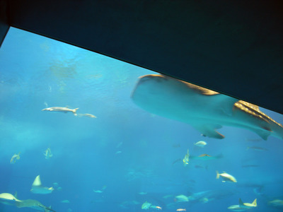 またまたしばらく水族館です。。。３１