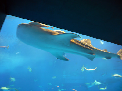 またまたしばらく水族館です。。。３２