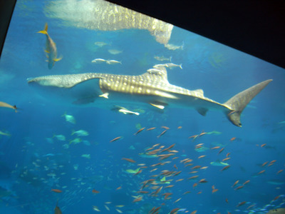 またまたしばらく水族館です。。。３３