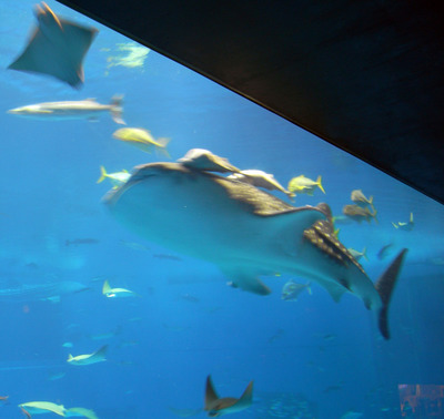 またまたしばらく水族館です。。。３４
