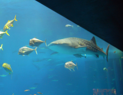 またまたしばらく水族館です。。。３５