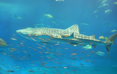 またまたしばらく水族館です。。。３６