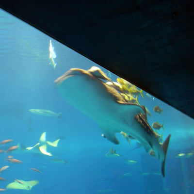 またまたしばらく水族館です。。。３７