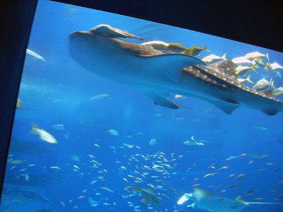 またまたしばらく水族館です。。。３８