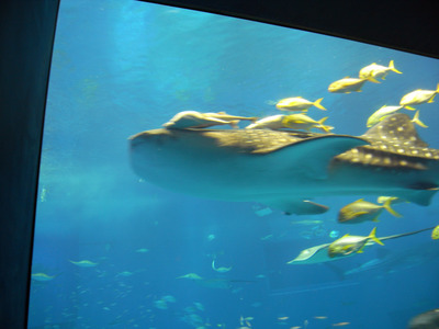 またまたしばらく水族館です。。。３９