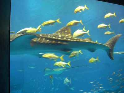 またまたしばらく水族館です。。。４０