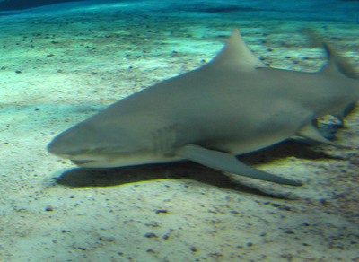 またまたしばらく水族館です。。。４３