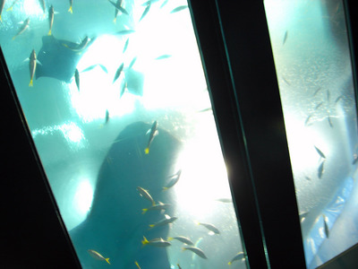 またまたしばらく水族館です。。。４５