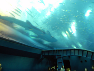 またまたしばらく水族館です。。。４６