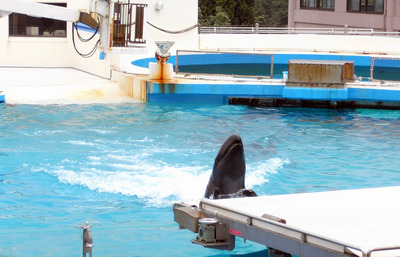 またまたしばらく水族館です。。。４９