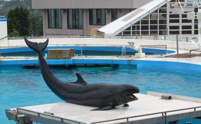 またまたしばらく水族館です。。。５０