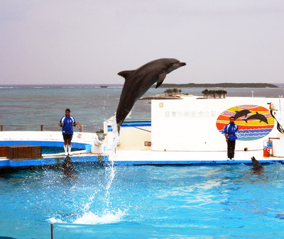 またまたしばらく水族館です。。。５２