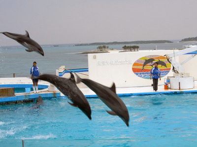 またまたしばらく水族館です。。。５７