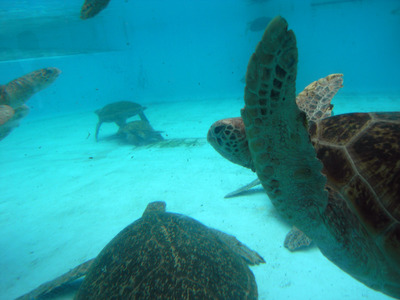 またまたしばらく水族館です。。。５９