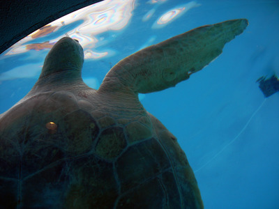 またまたしばらく水族館です。。。６１