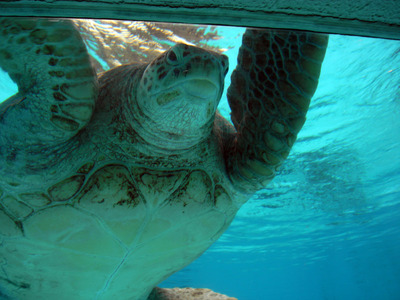 またまたしばらく水族館です。。。６２