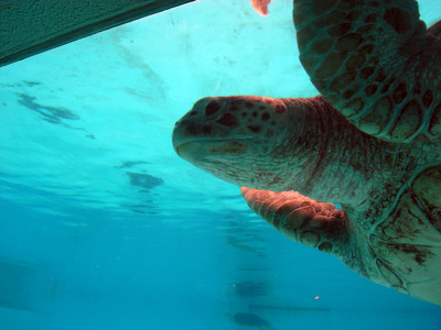 またまたしばらく水族館です。。。６３