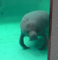またまたしばらく水族館です。。。６６