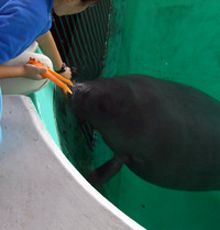 またまたしばらく水族館です。。。６８
