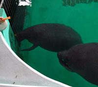 またまたしばらく水族館です。。。６９