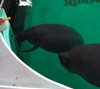 またまたしばらく水族館です。。。６９