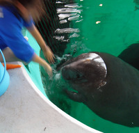 またまたしばらく水族館です。。。７０