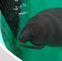 またまたしばらく水族館です。。。７１