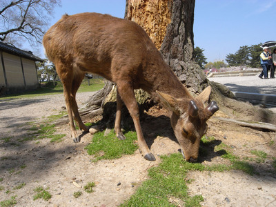 お食事中