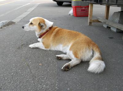 番犬