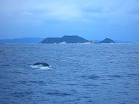 くじら・・・ 2005/09/20 23:38:00