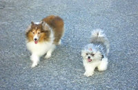 愛犬めるちぃ