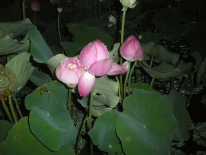 蓮の花が満開です。