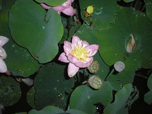 蓮の花が満開です。
